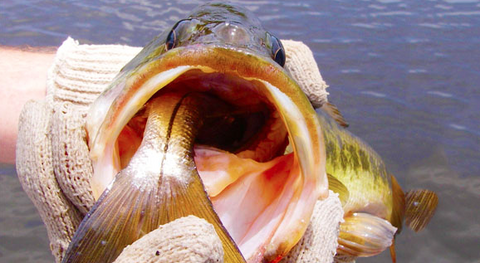 Bass Eating a Snook from Space Coast Daily