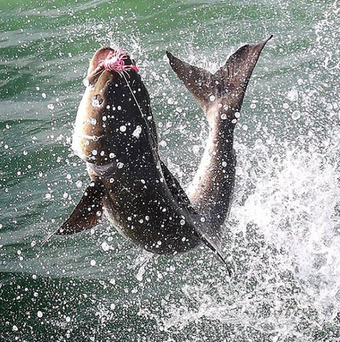 Cobia Jumping while cobia fishing