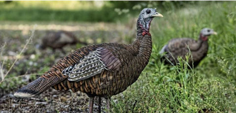 how to hunt turkeys and avoid mistakes