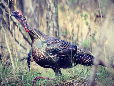 How to Hunt Turkeys in the Afternoon