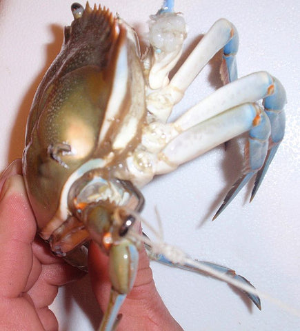 Rigging of crab